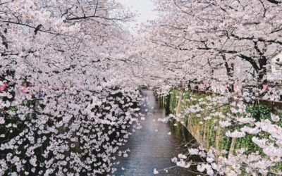 SEILIN NATURAL MARKET: Sakura Matsuri