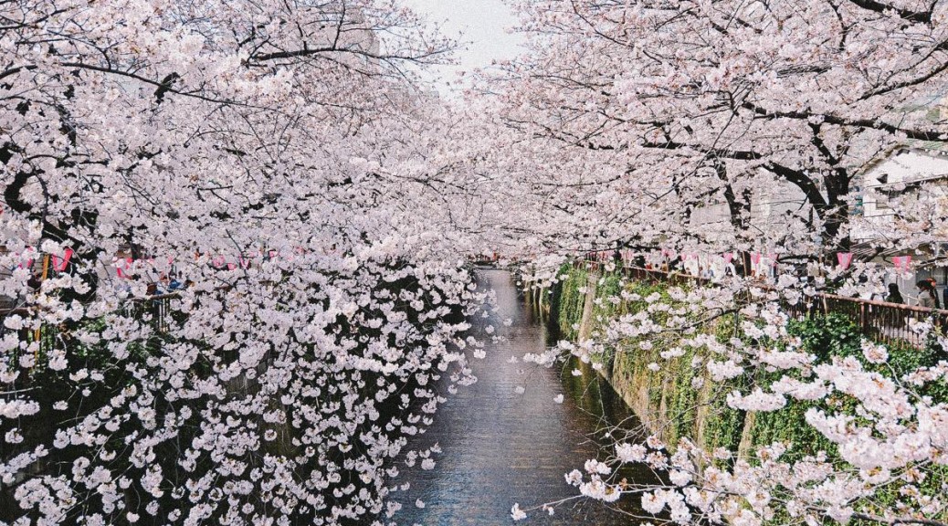 SEILIN NATURAL MARKET: Sakura Matsuri