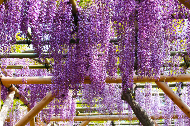 Wisteria3