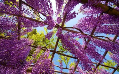 Kameido Tenjin Shrine Wisteria Festival 2017