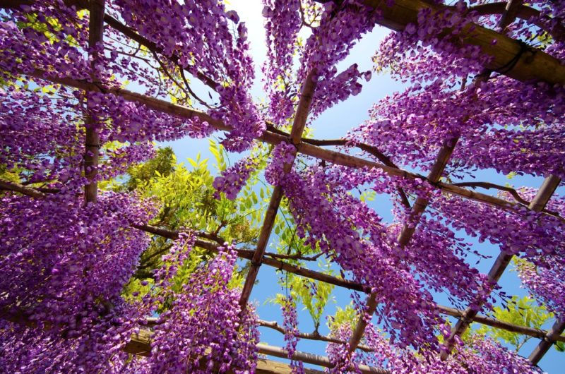 Kameido Tenjin Shrine Wisteria Festival 2017